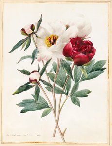 Red and White Herbaceous Paeonies