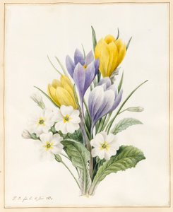 White Primroses and Early Hybrid Crocuses by Louise DOrleans
