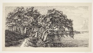 Old Oaks by Hald Lake