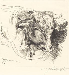 Head of a Steer