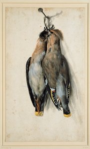 Two Dead Bohemian Waxwings by Lucas Cranach the Elder