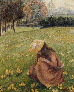 Crocuses
