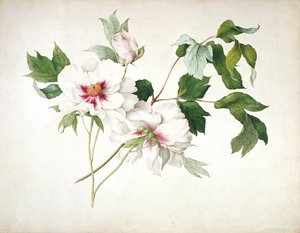 Japanese Tree Peony (Paeonia suffructicosa)