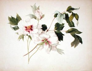 Paeonia Suffruticosa