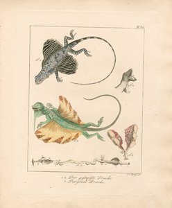 Flying Dragons and Their Anatomy