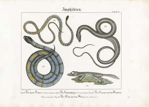 European Snakes and Amphibians