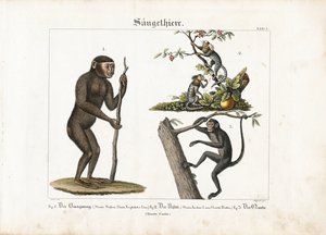 Primates: Orangutan, Common Marmoset and Spider Monkey by Ludwig Meyer