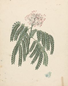 Albizia gummifera (Gummy Albizia Tree): finished drawing with minor variations in flowering head