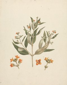 Avicennia marina (Forssk.) Vierh. (White Mangrove): finished drawing of flowering shoot with details of flowers