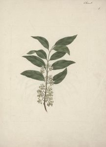 Catha Edulis Forssk. (Khath): Finished Drawing