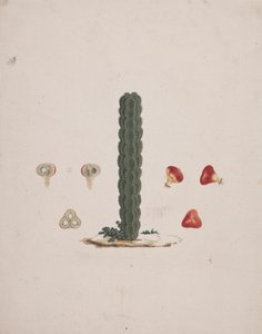 Euphorbia abyssinica J.F. Gmel. (Ethiopian Tree-Spurge): finished drawing of single trunk, with details of whole and dissected fruits by Luigi Balugani