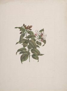 Jasminum dichotomun Vahl (African jasmine): finished drawing by Luigi Balugani