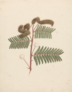 Mimosa Pigra (L.): Finished Drawing