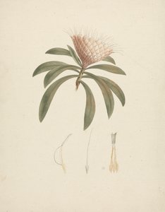 Protea gaguedi J.F. Gmel. (Protea): finished drawing with floral details