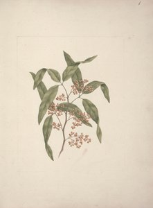Rhus ? retinorrhoea Oliver: finished drawing