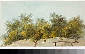 Olives, Country of Liguria