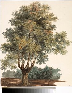 Tree by Luigi Garibbo