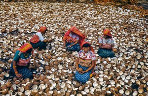 Indigenous people of Mulatas Archipelago of San Blas Islands crack coconuts for copra