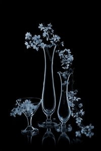 Blue Flowers in Glass Vases by Lydia Jacobs