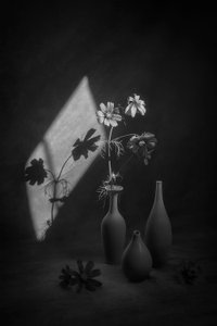 Cosmos Still Life Shadow