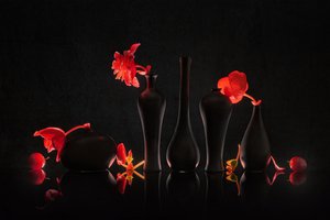 Crimson Blooms Black Vases by Lydia Jacobs