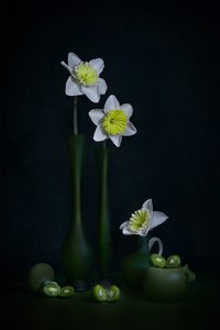 Daffodils Green Still Life