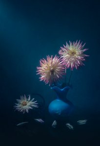 Dahlias In Blue Vase