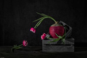 Dark Tulips and Radish