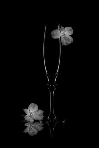 Delicate Bloom Reflection