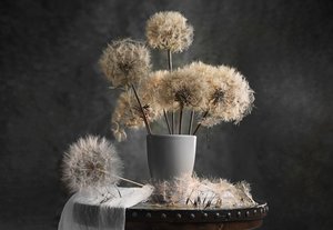 Delicate Dandelions by Lydia Jacobs