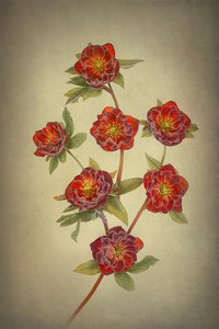 Double Queen Hellebores by Lydia Jacobs