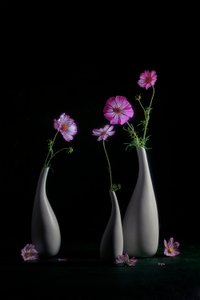 Elegant Cosmos Still Life