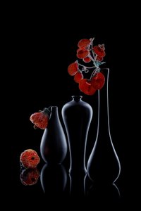 Elegant Dark Flora