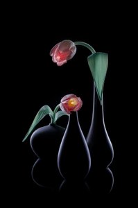 Elegant Glowing Tulips