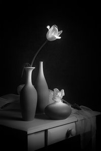 Elegant Tulip Still Life by Lydia Jacobs