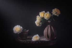 Elegant Yellow Roses