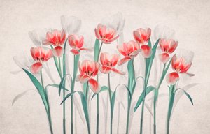 Ethereal Pink Tulips