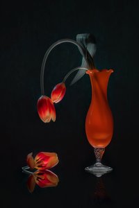 Glowing Tulips Still Life