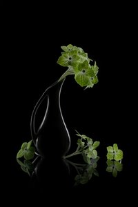 Green Blooms Reflection