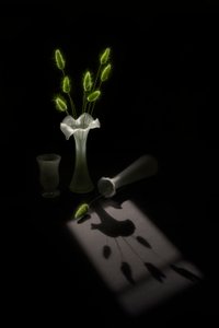 Green Plants Bird Shadow