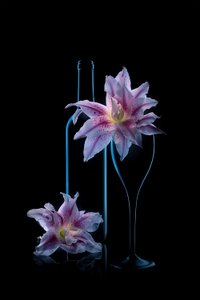 Luminous Lilies And Wine