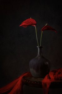 Moody Red Anthuriums