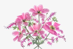 Pink Spring Flowers