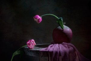 Pink Tulips Still Life