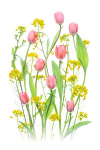 Pink Tulips and Yellow Flowers