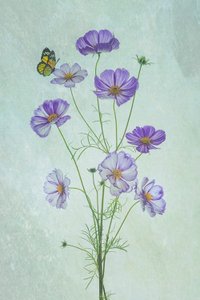 Purple Cosmos Butterfly