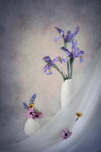 Purple Irises Still Life