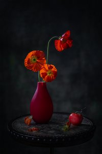Red Poppies Dark Still Life