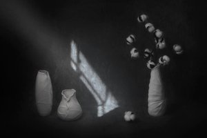 Serene Cotton Still Life