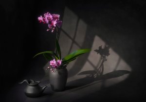 Shadowed Orchid Elegance